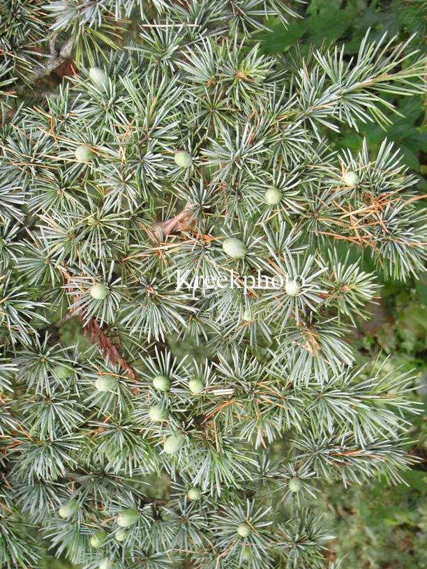 Cedrus libani 'Glauca Group'