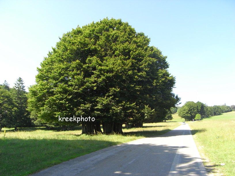 Fagus sylvatica