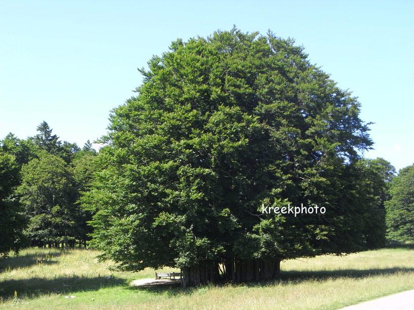 Fagus sylvatica