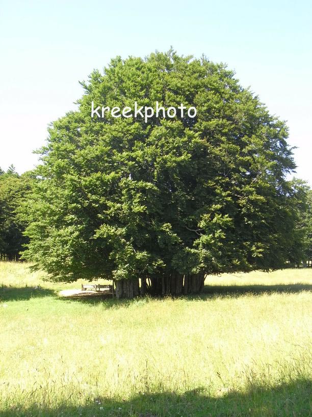 Fagus sylvatica