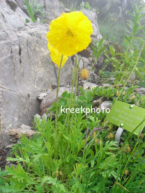 Meconopsis cambrica