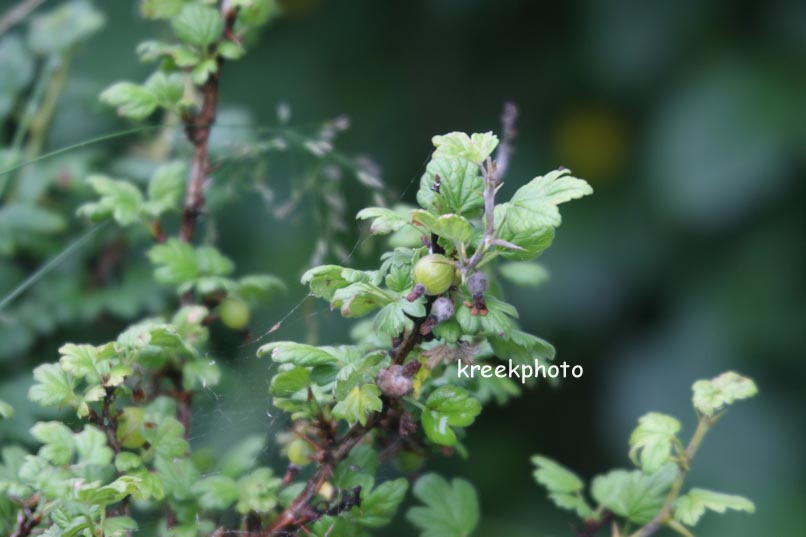 Ribes uva-crispa