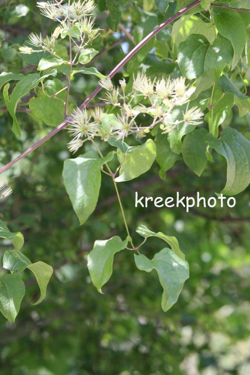 Clematis vitalba