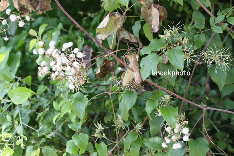 Clematis vitalba