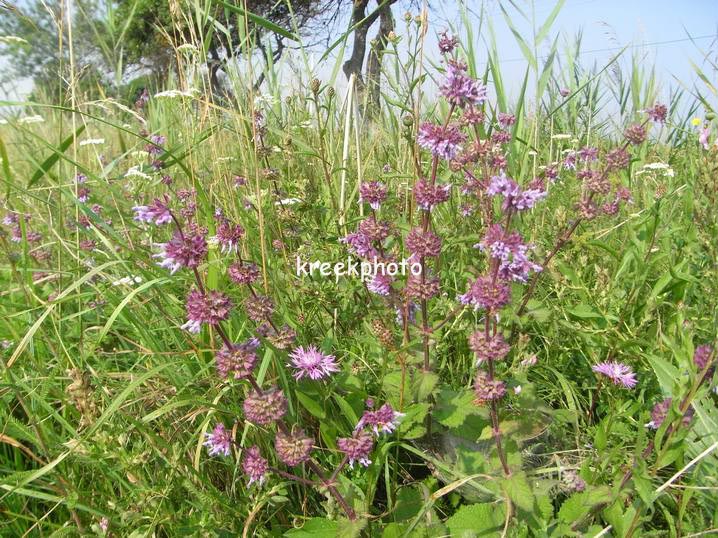 Salvia pratensis