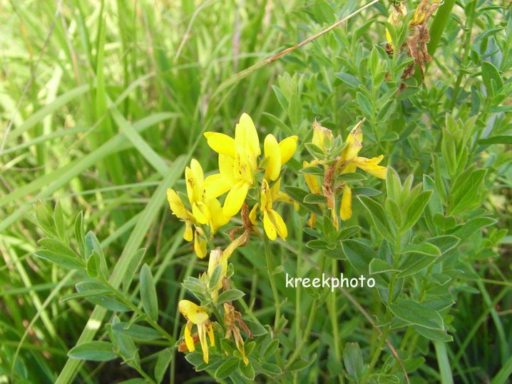 Genista tinctoria