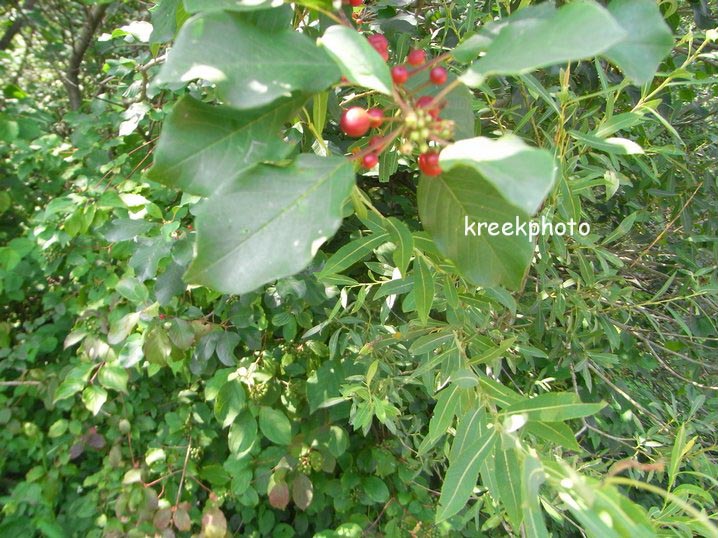 Frangula alnus