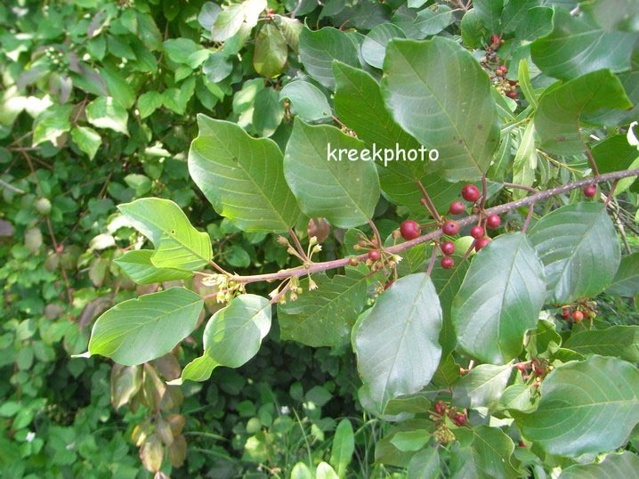 Frangula alnus