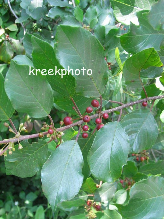 Frangula alnus