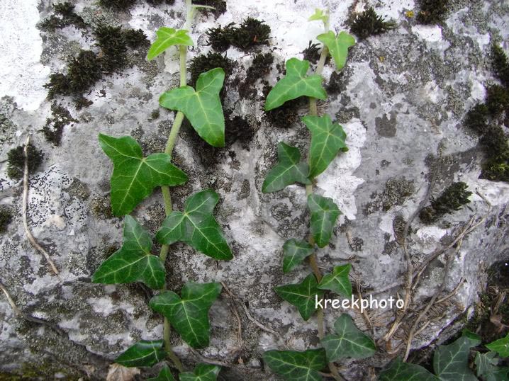 Hedera helix