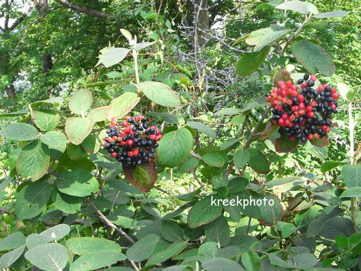 Viburnum lantana