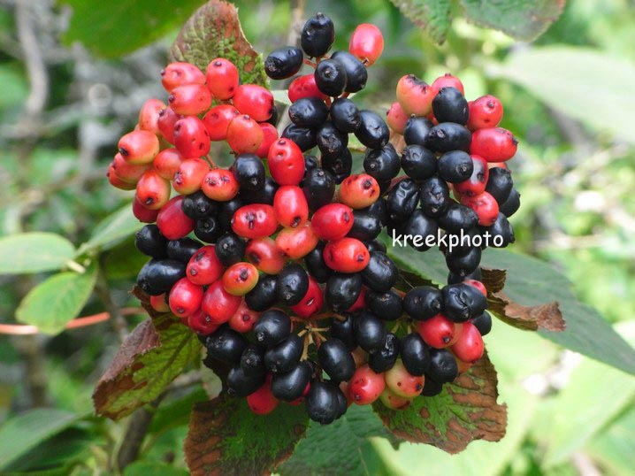 Viburnum lantana