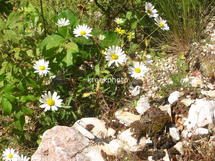 Leucanthemum vulgare