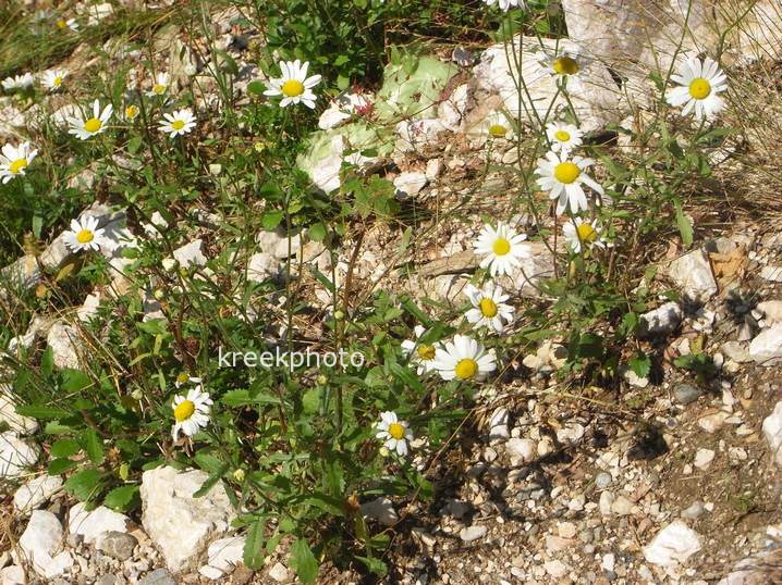 Leucanthemum vulgare