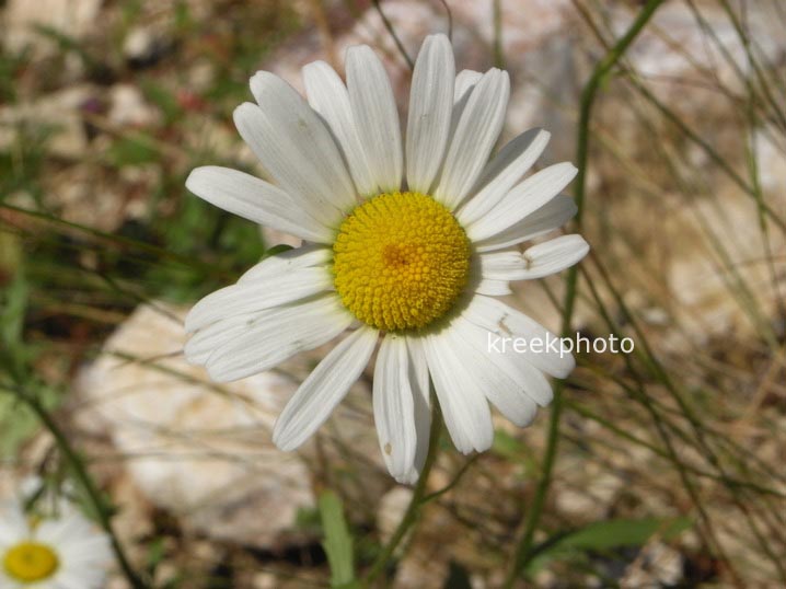 Leucanthemum vulgare