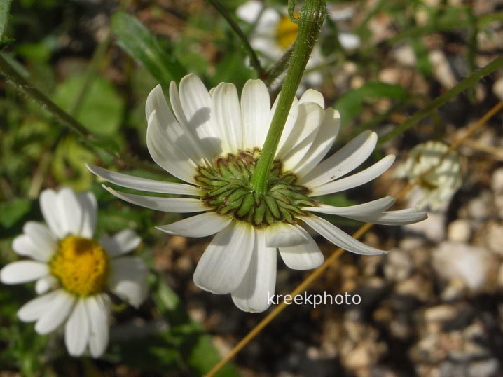 Leucanthemum vulgare