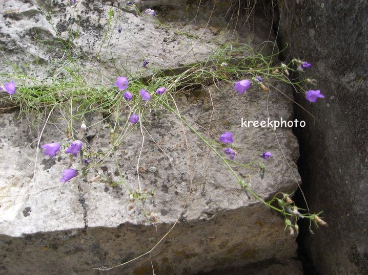 Campanula cochleariifolia