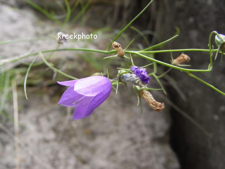 Campanula cochleariifolia