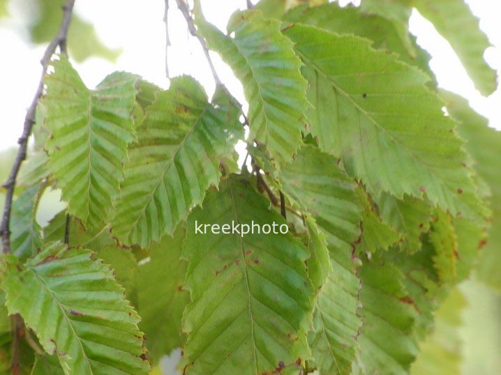 Carpinus orientalis