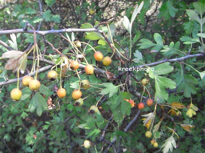 Crataegus monogyna