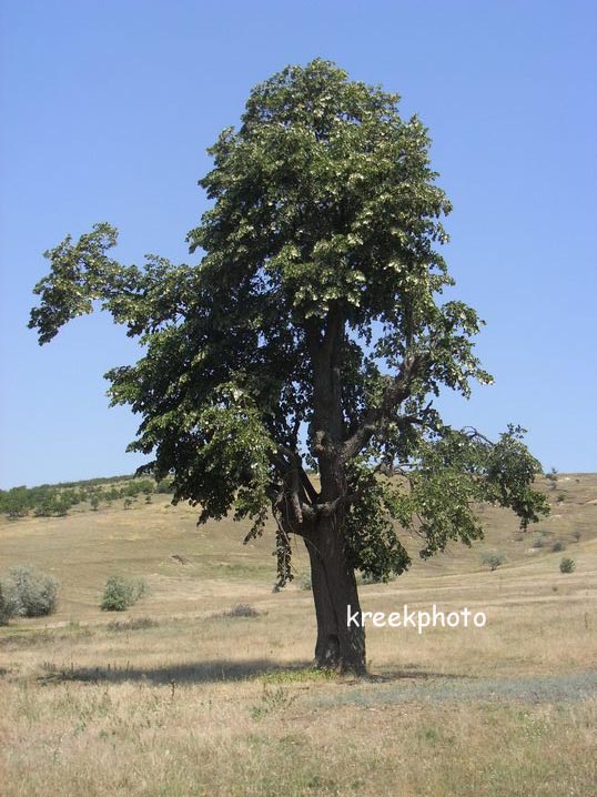 Quercus pubescens