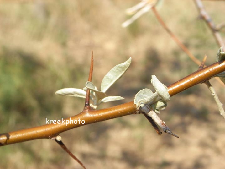 Elaeagnus angustifolia