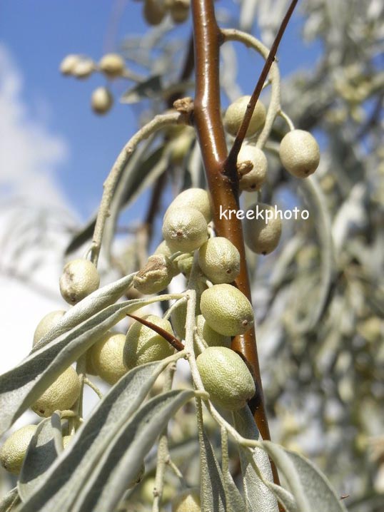 Elaeagnus angustifolia