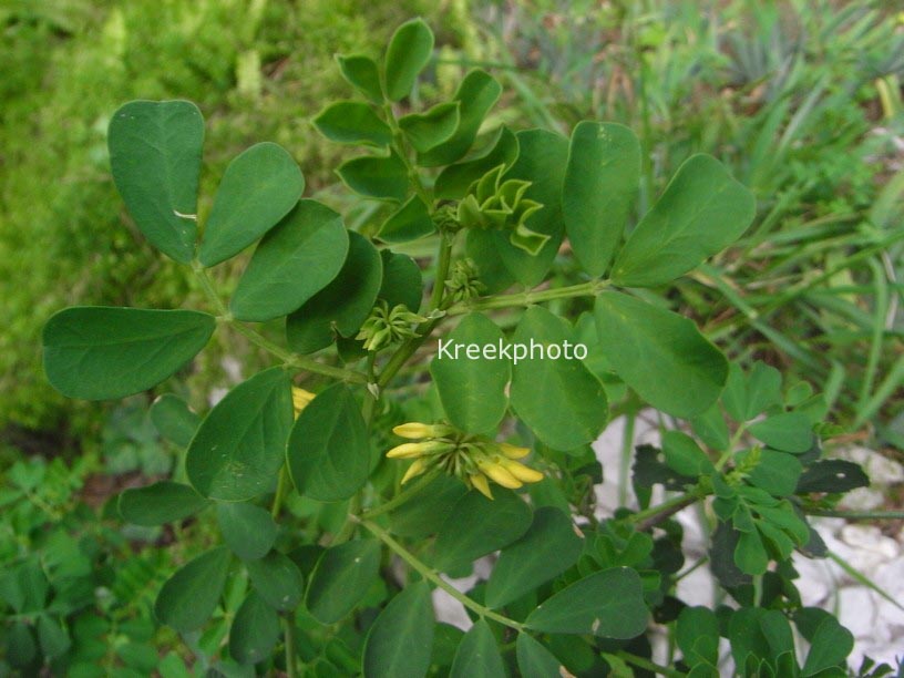 Coronilla valentina ssp. glauca