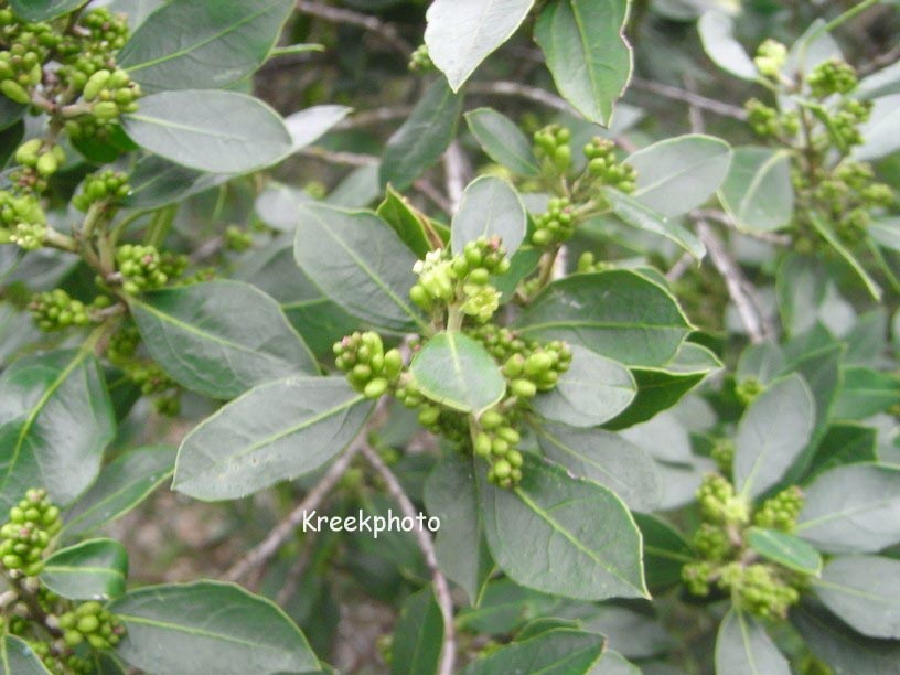 Rhamnus alaternus