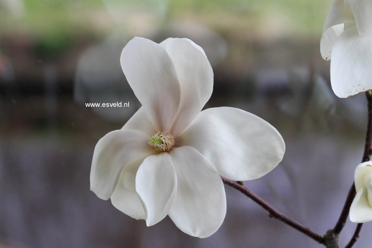 Magnolia 'Tina Durio'