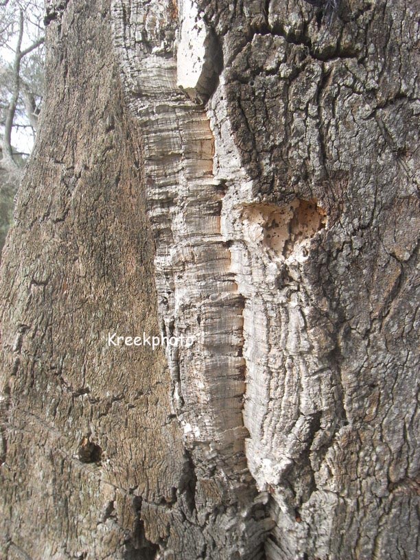 Quercus suber