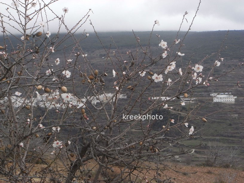 Prunus dulcis