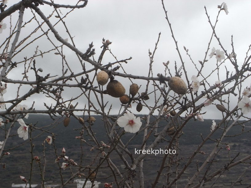 Prunus dulcis