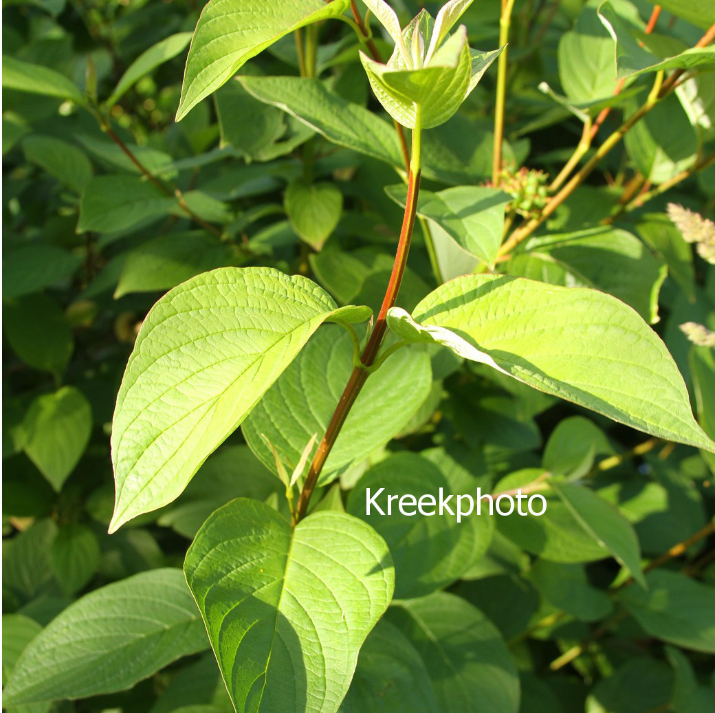 Cornus sanguinea