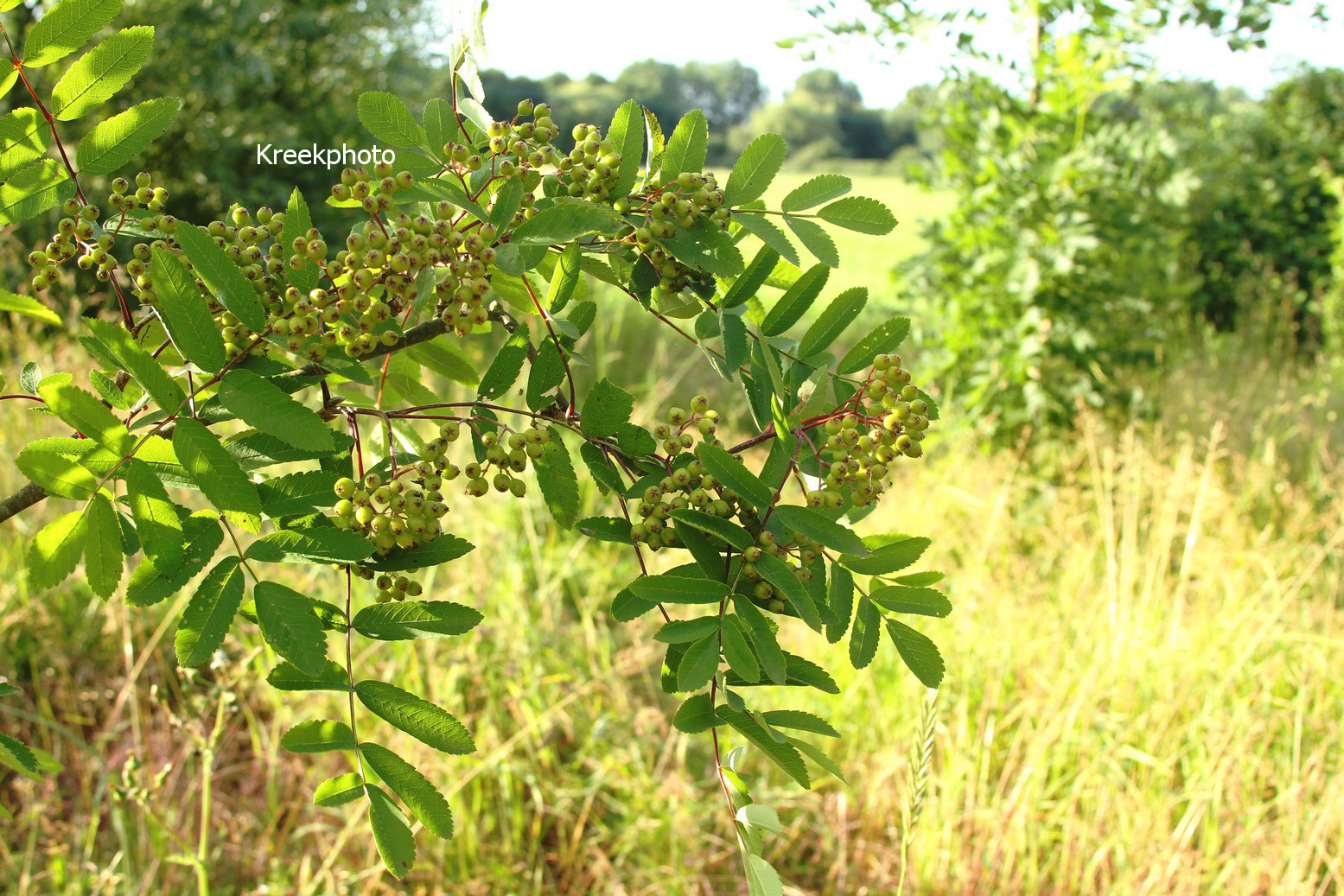 Sorbus aucuparia