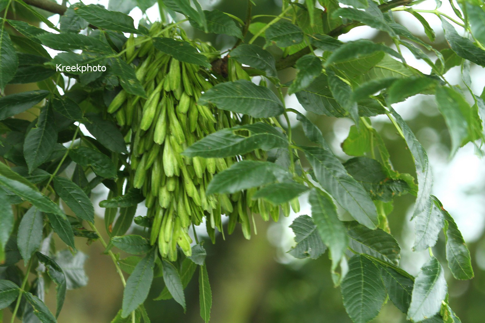 Fraxinus excelsior