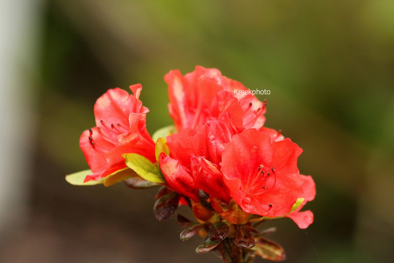 Azalea 'Santa Maria'