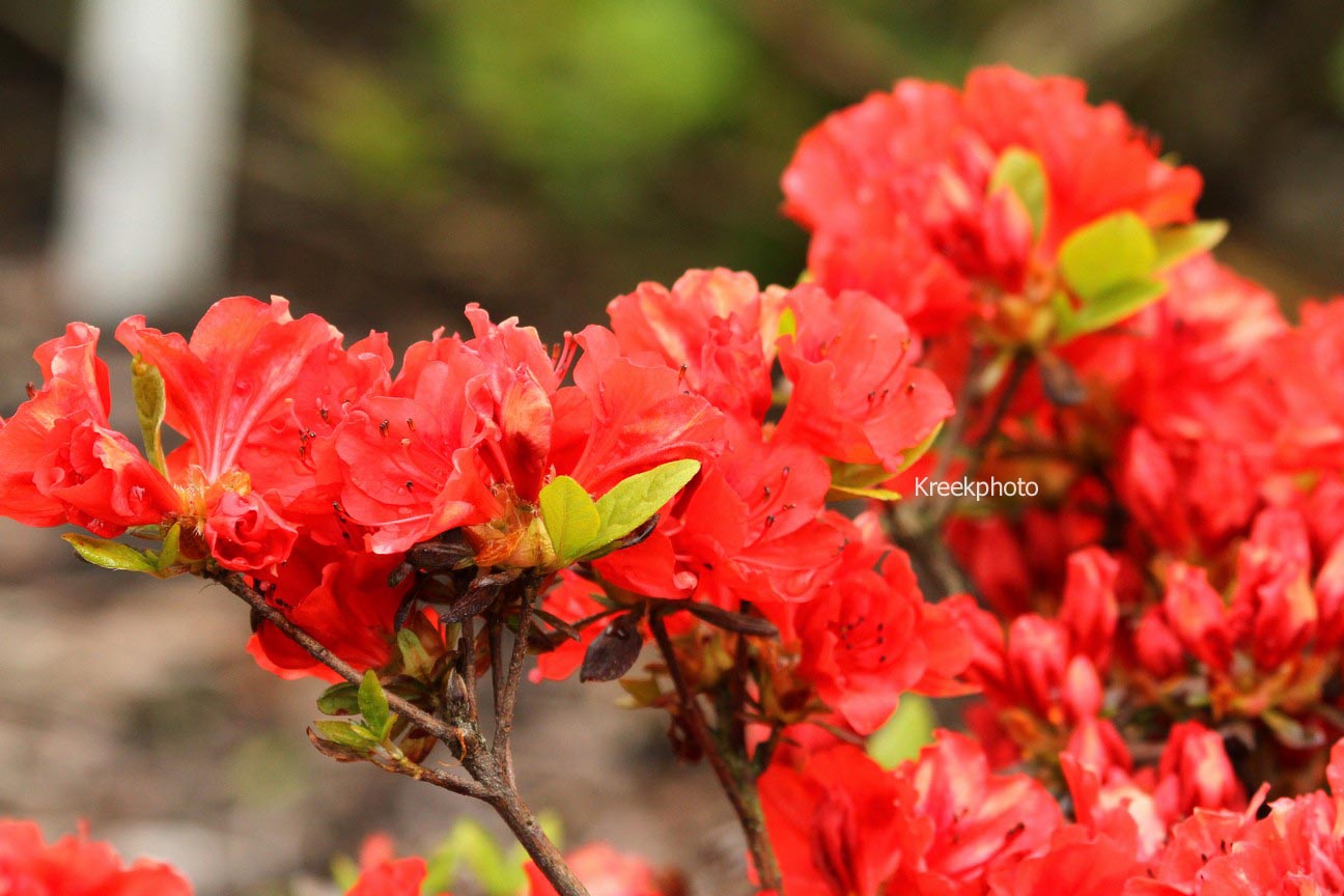 Azalea 'Santa Maria'