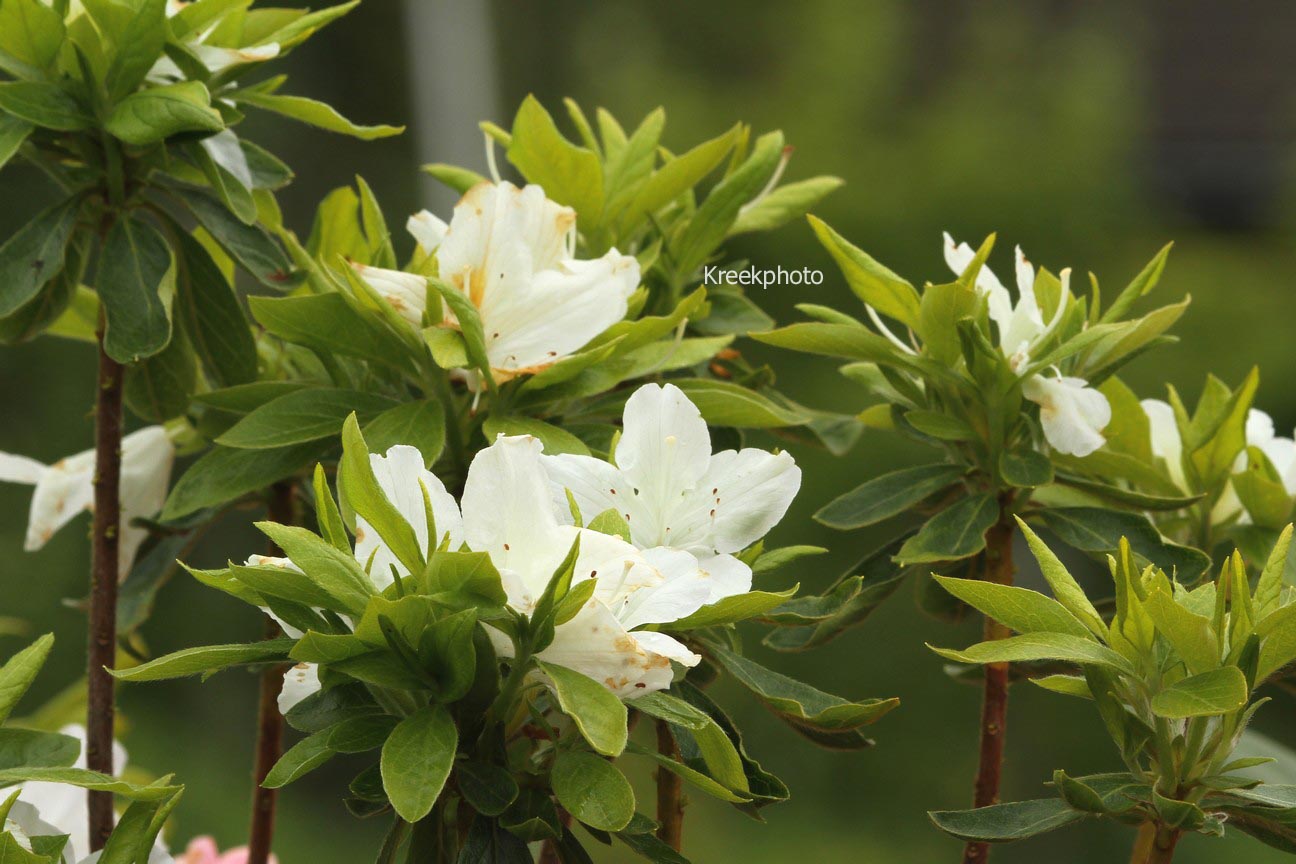 Azalea 'White Lady'