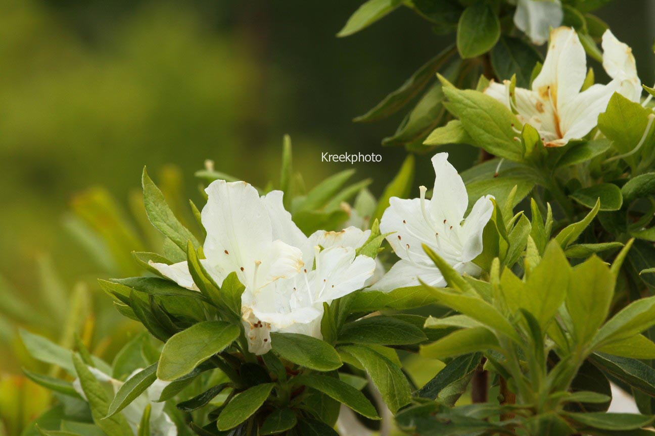 Azalea 'White Lady'