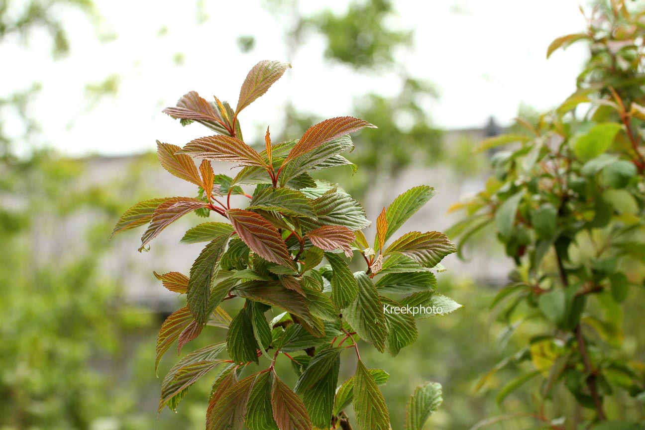 Viburnum farreri