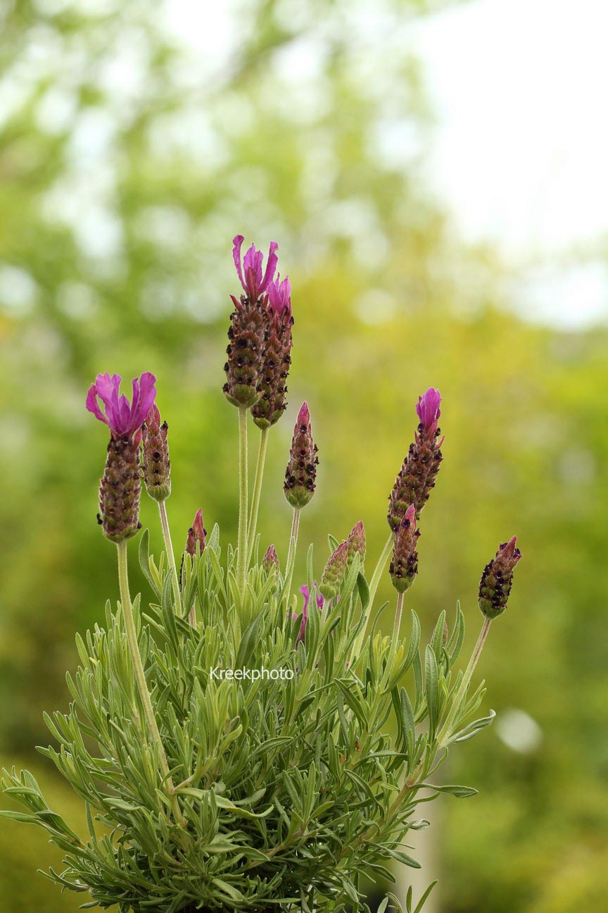 Lavandula stoechas 'Greek Mountain'