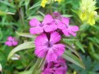 Dianthus barbatus