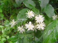 Clematis vitalba