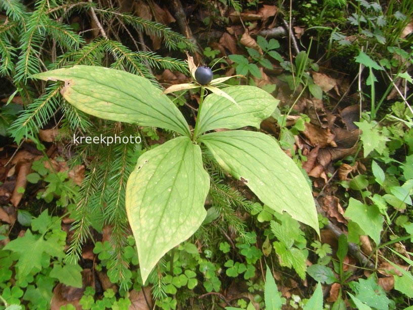 Paris quadrifolia