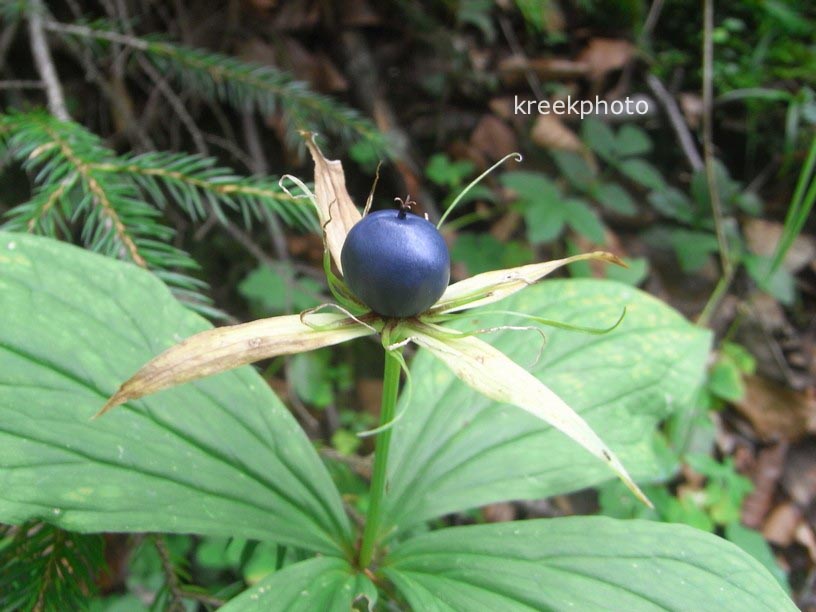 Paris quadrifolia