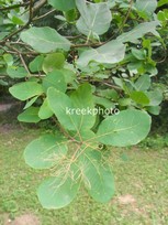 Cotinus coggygria