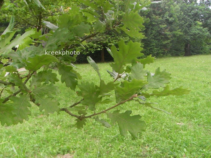 Quercus pubescens