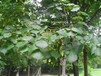 Tilia platyphyllos