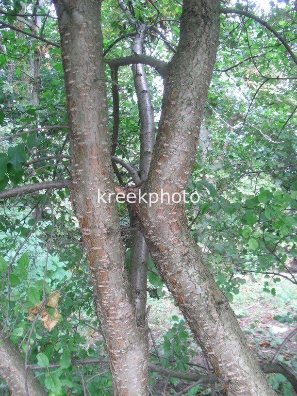 Rhamnus cathartica